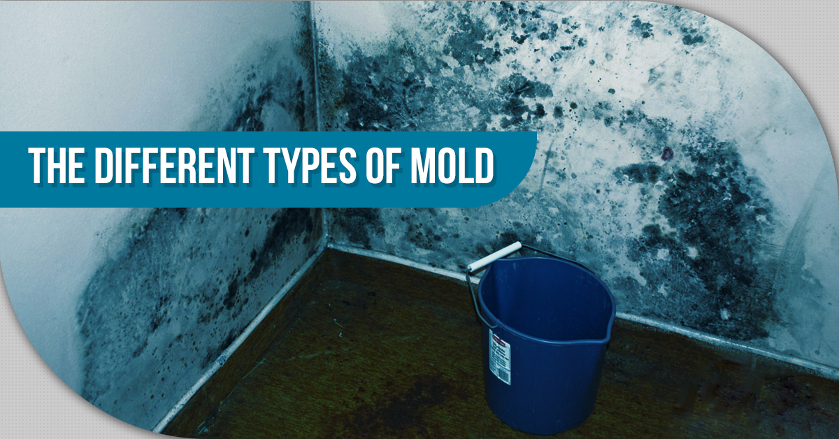 The Different Types Of Mold